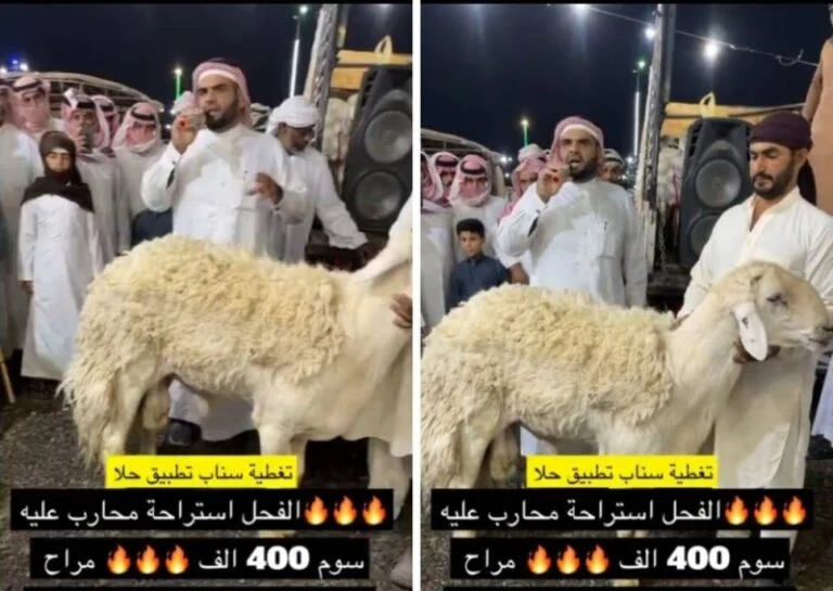 مزاد بيع خروف في السعودية ينتهي بمفاجأة 