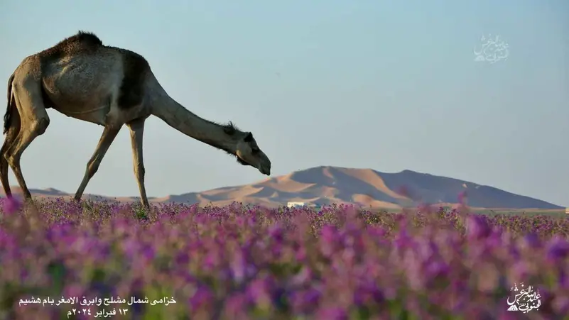 مشاهد مذهلة من صحراء سعودية تحولت الى اللون البنفسجي